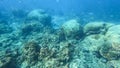 Beautiful underwater scene of colorful Coral reefs and large schools of redtail butterflyfish in Surin islands national park, Royalty Free Stock Photo