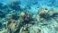 Beautiful underwater scene of colorful Coral reefs and large schools of redtail butterflyfish in Surin islands national park,