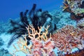 Beautiful underwater scene of coral reef with black Sawtoothed feather star Oligometra serripinna and fire coral Royalty Free Stock Photo
