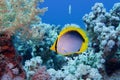 Beautiful underwater scene with coral reef and Blackbacked butterflyfish Chaetodon melannotus