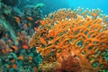 Beautiful underwater scene with Fire Coral (Millepora) and coral fish Anthias Royalty Free Stock Photo