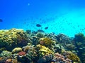 Beautiful underwater shot of colorful coral reefs with a school of fish swimming nearby Royalty Free Stock Photo