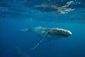 Beautiful underwater shot of a humpback whale swimming near the surface Royalty Free Stock Photo