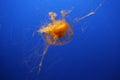 Beautiful underwater shot of pacific sea nettle jellyfish in bright blue water Royalty Free Stock Photo