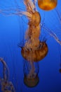 Beautiful underwater shot of pacific sea nettle jellyfish in bright blue water