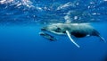 Beautiful underwater shot of two humpback whales swimming near the surface