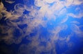 Beautiful underwater shot of white moon jellyfish in bright blue water Royalty Free Stock Photo