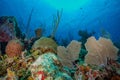 Beautiful underwater wildlife with reefs and corals in Turneffe Atoll, Belize. Royalty Free Stock Photo