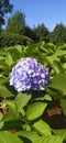 A photo of a summer flower hydranga that has the charm of beauty and naturalness Royalty Free Stock Photo