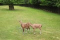 Beautiful ungulate animals on green grass Royalty Free Stock Photo