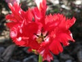 A beautiful unidentified flower on a background of wood bark