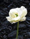 A beautiful unidentified white flower on a wood bark background