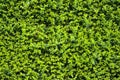 Beautiful uniform planting background of common boxwood Buxus sempervirens hedge fence, Dublin, Ireland. Green plant background