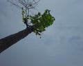 Beautiful Bald Tree