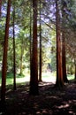 Beautiful, unique, beautifully lighted forest clearing Royalty Free Stock Photo