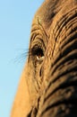 A beautiful unique close up of an African elephant