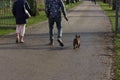 beautiful unique dogs having a walk in city park Royalty Free Stock Photo