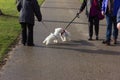 beautiful unique dogs having a walk in city park Royalty Free Stock Photo