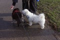 beautiful unique dogs having a walk in city park Royalty Free Stock Photo