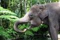 Beautiful unique elephant feet at an elephants conservation reservation in Bali Indonesia