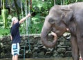 Beautiful unique elephant with man tourist at an elephants conservation reservation in Bali Indonesia