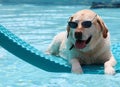 Beautiful unique golden retriever labrador dog relaxing at the pool in a floating bed, dog with glasses super funny.