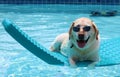 Beautiful unique golden retriever labrador dog relaxing at the pool in a floating bed, dog with glasses super funny. Royalty Free Stock Photo