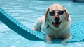 Beautiful unique golden retriever labrador dog relaxing at the pool in a floating bed, dog with glasses super funny. Royalty Free Stock Photo