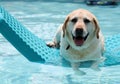 Beautiful unique golden retriever labrador dog relaxing at the pool in a floating bed, dog super funny. Royalty Free Stock Photo