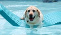 Beautiful unique golden retriever labrador dog relaxing at the pool in a floating bed, dog super funny. Royalty Free Stock Photo