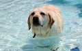 Beautiful unique golden retriever labrador dog relaxing at the pool in a floating bed, dog super funny. Royalty Free Stock Photo