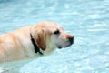 Beautiful unique golden retriever labrador dog relaxing at the pool in a floating bed, dog super funny. Royalty Free Stock Photo