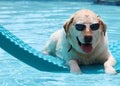 Beautiful unique golden retriever labrador dog relaxing at the pool in a floating bed, dog with glasses super funny. Royalty Free Stock Photo