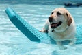 Beautiful unique golden retriever labrador dog relaxing at the pool in a floating bed, dog super funny. Royalty Free Stock Photo