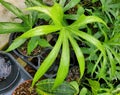 Beautiful and unique green leaves of Anthurium Pedatoradiatum