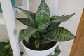 Beautiful and unique house plant called sansevieria hahnii green Royalty Free Stock Photo