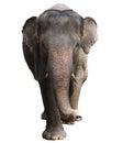 Beautiful unique Isolated elephant at an elephants conservation reservation in Bali Indonesia Royalty Free Stock Photo