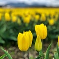 Detailed And Beautiful Macro Close Shot! Yellow Field of Tulips With Blurred Background