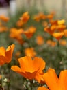 Beautiful And Unique Macro Close Shot Photography Field Of Wild Orange Poppies With Blurred Background Royalty Free Stock Photo