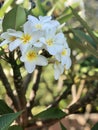 Beautiful Macro Photography Plumeria Blurred Background