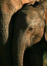 A beautiful unique monochrome close up of an African elephant Royalty Free Stock Photo