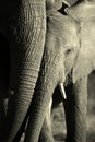 A beautiful unique monochrome close up of an African elephant Royalty Free Stock Photo