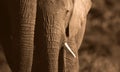 A beautiful unique monochrome close up of an African elephant Royalty Free Stock Photo