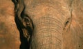 A beautiful unique monochrome close up of an African elephant Royalty Free Stock Photo