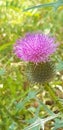 Great pink burdock lat.Arctium minus second part