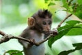 Beautiful unique portrait of baby monkey at monkeys forest in Bali Indonesia, pretty wild animal. Royalty Free Stock Photo