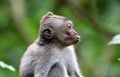 Beautiful unique portrait kiss monkey at monkeys forest in Bali Indonesia, pretty wild animal. Royalty Free Stock Photo