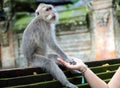 Beautiful unique portrait of monkey holding person hand at monkeys forest in Bali Indonesia, pretty wild animal.