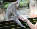 Beautiful unique portrait of monkey holding person hand at monkeys forest in Bali Indonesia, pretty wild animal. Royalty Free Stock Photo