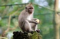 Beautiful unique portrait monkey at monkeys forest in Bali Indonesia, pretty wild animal. Royalty Free Stock Photo